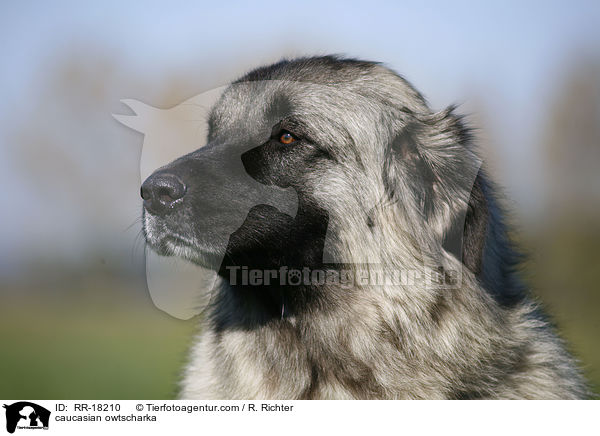 Kaukasischer Schferhund Portrait / caucasian owtscharka / RR-18210