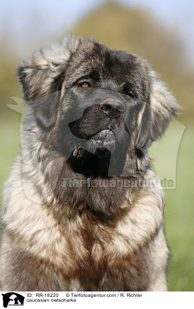 Kaukasischer Schferhund Portrait / caucasian owtscharka / RR-18220