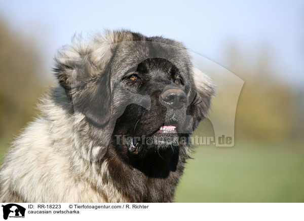 Kaukasischer Schferhund Portrait / caucasian owtscharka / RR-18223