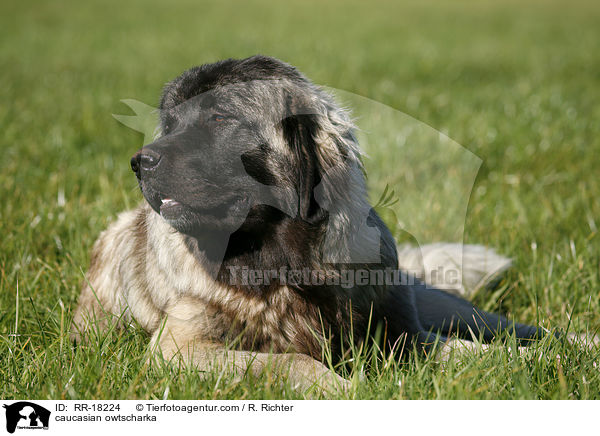 Kaukasischer Schferhund / caucasian owtscharka / RR-18224