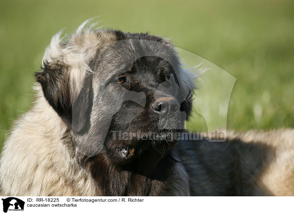 Kaukasischer Schferhund Portrait / caucasian owtscharka / RR-18225