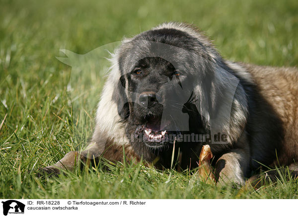 Kaukasischer Schferhund / caucasian owtscharka / RR-18228