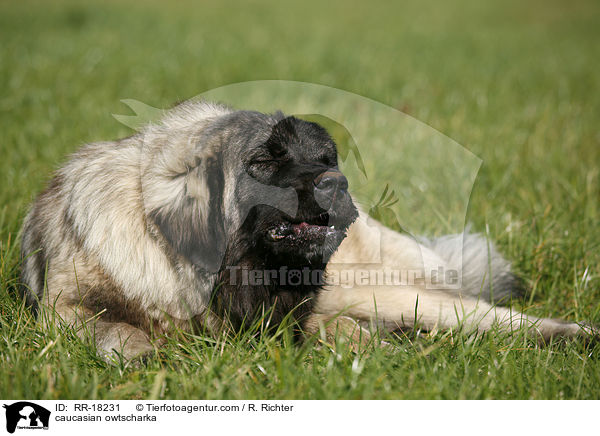 Kaukasischer Schferhund / caucasian owtscharka / RR-18231
