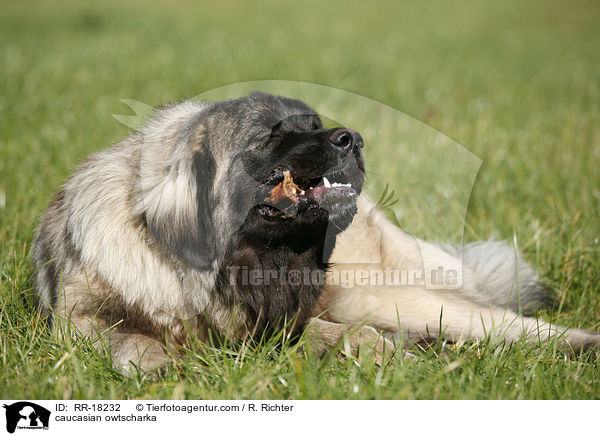 Kaukasischer Schferhund / caucasian owtscharka / RR-18232