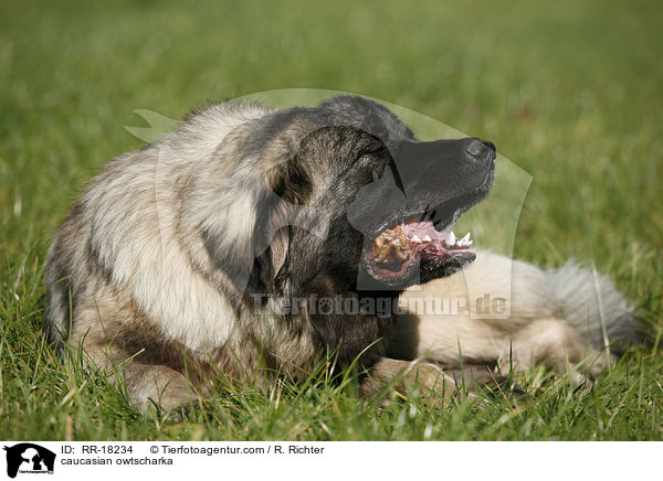 Kaukasischer Schferhund / caucasian owtscharka / RR-18234