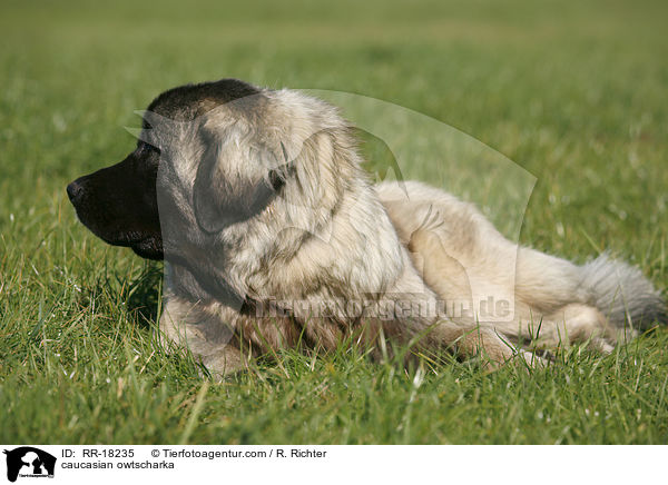 Kaukasischer Schferhund / caucasian owtscharka / RR-18235
