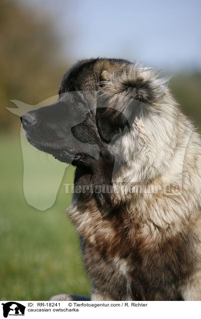 Kaukasischer Schferhund Portrait / caucasian owtscharka / RR-18241