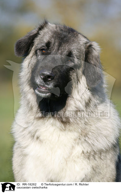 Kaukasischer Schferhund Portrait / caucasian owtscharka / RR-18262