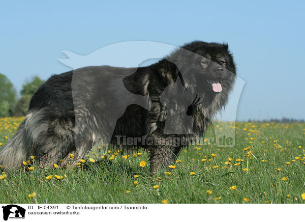 Kaukasischer Schferhund / caucasian owtscharka / IF-04391