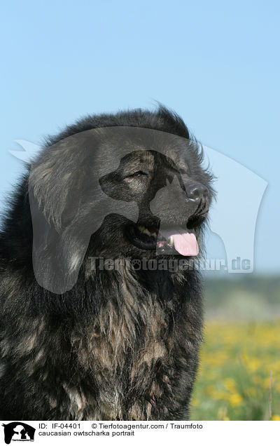 Kaukasischer Schferhund Portrait / caucasian owtscharka portrait / IF-04401