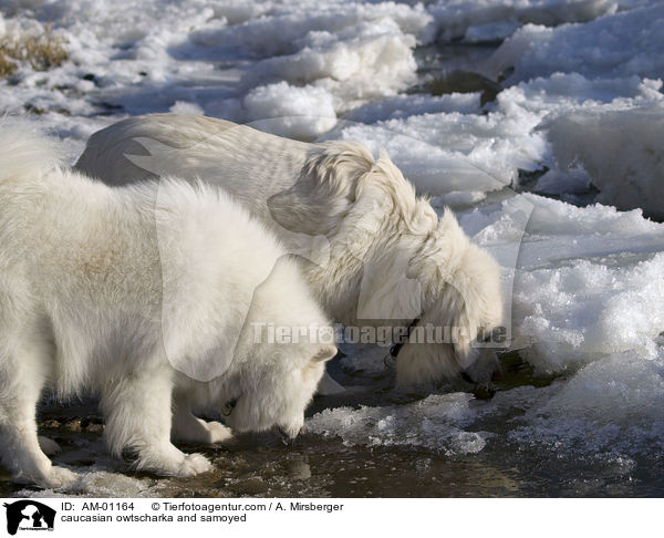 Kaukasischer Schferhund und Samojede / caucasian owtscharka and samoyed / AM-01164