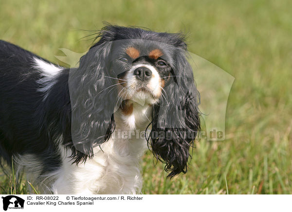 Cavalier King Charles Spaniel / Cavalier King Charles Spaniel / RR-08022