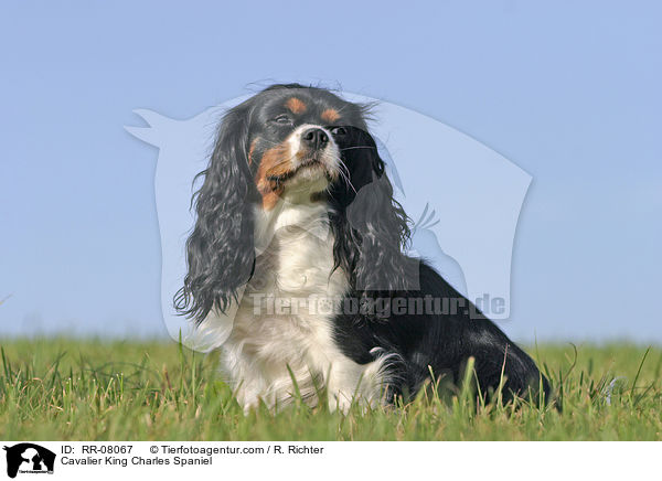 Cavalier King Charles Spaniel / Cavalier King Charles Spaniel / RR-08067