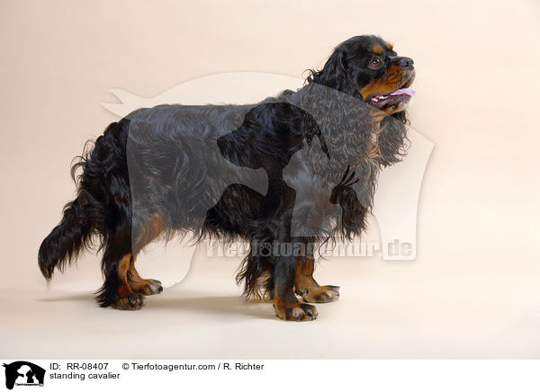 stehender Cavalier / standing cavalier / RR-08407