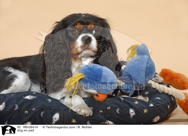 Cavalier auf Kissen / dog on pad / RR-08414