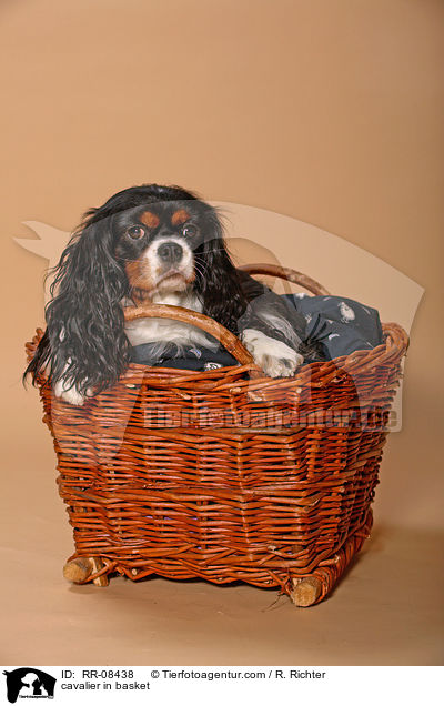 Cavalier im Krbchen / cavalier in basket / RR-08438