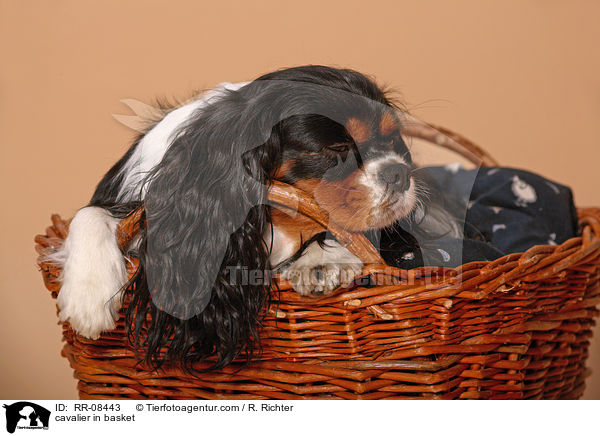 Cavalier im Krbchen / cavalier in basket / RR-08443