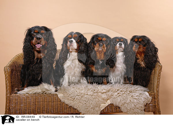 5 Cavaliere auf einer Bank / cavalier on bench / RR-08449