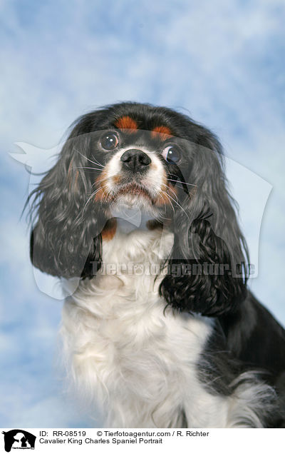 Cavalier King Charles Spaniel Portrait / Cavalier King Charles Spaniel Portrait / RR-08519