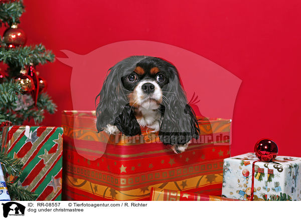 Hund unterm Weihnachtsbaum / dog under christmastree / RR-08557