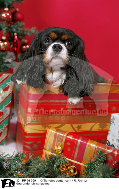 Hund unterm Weihnachtsbaum / dog under christmastree / RR-08559