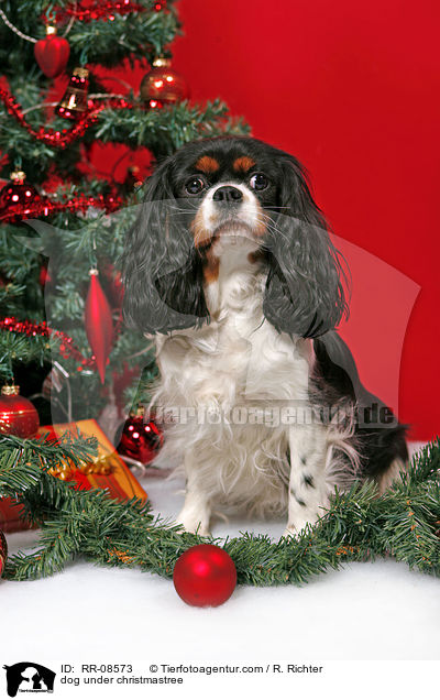 Hund unterm Weihnachtsbaum / dog under christmastree / RR-08573