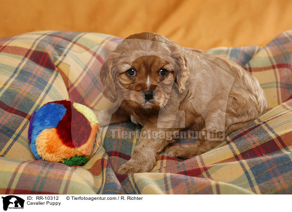 Cavalier Welpe / Cavalier Puppy / RR-10312