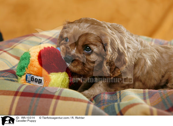 Cavalier Welpe / Cavalier Puppy / RR-10314