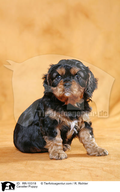 Cavalier Welpe / Cavalier Puppy / RR-10318