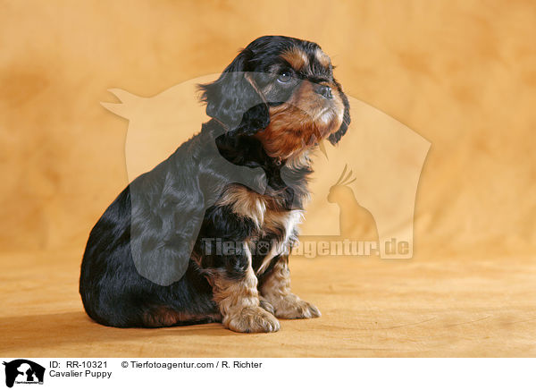 Cavalier Welpe / Cavalier Puppy / RR-10321