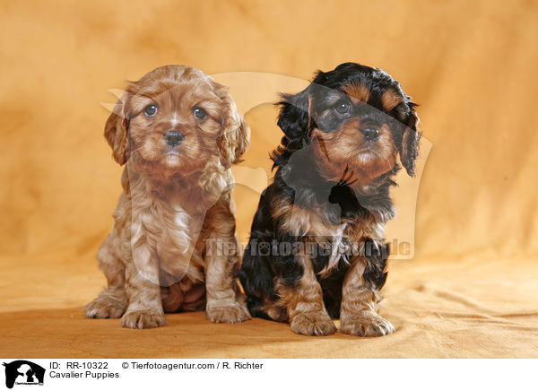 Cavalier Welpen / Cavalier Puppies / RR-10322