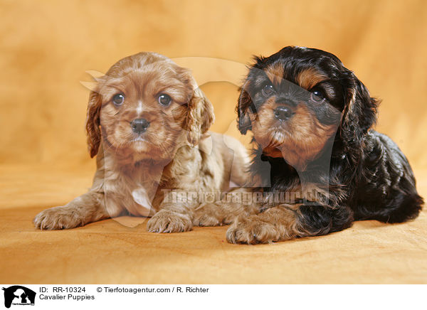 Cavalier Welpen / Cavalier Puppies / RR-10324