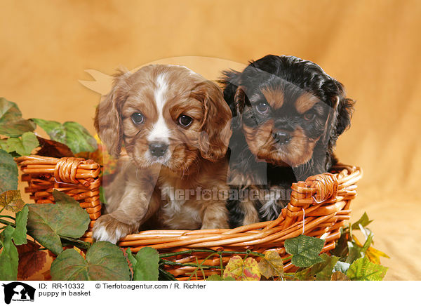 Cavalier Welpe im Krbchen / puppy in basket / RR-10332