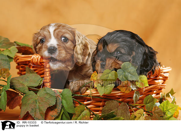 Cavalier Welpe im Krbchen / puppy in basket / RR-10333