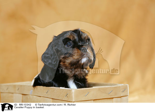 Cavalier Welpe im Krbchen / Cavalier Puppy in basket / RR-10342