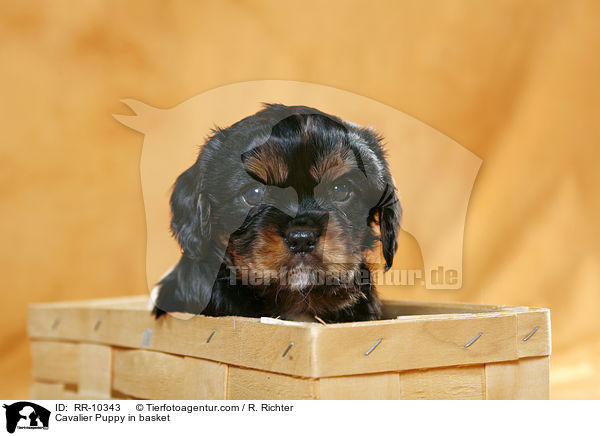 Cavalier Welpe im Krbchen / Cavalier Puppy in basket / RR-10343