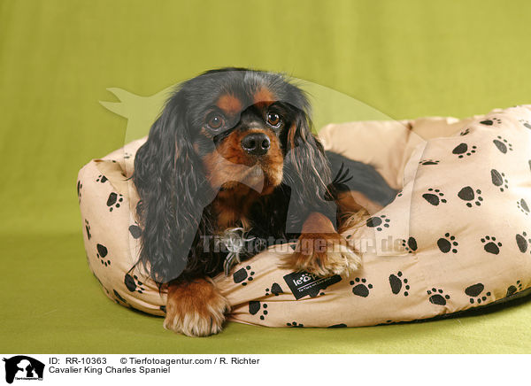 Cavalier King Charles Spaniel / Cavalier King Charles Spaniel / RR-10363