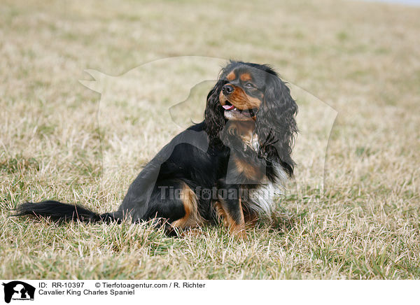 Cavalier King Charles Spaniel / Cavalier King Charles Spaniel / RR-10397