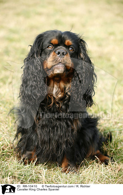 Cavalier King Charles Spaniel / Cavalier King Charles Spaniel / RR-10410