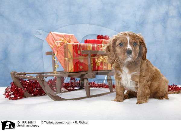 Weihnachten Welpe / christmas puppy / RR-10814