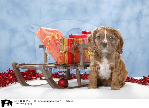 Weihnachten Welpe / christmas puppy / RR-10815