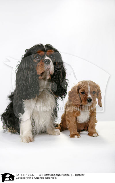 Cavalier King Charles Spaniels / Cavalier King Charles Spaniels / RR-10837