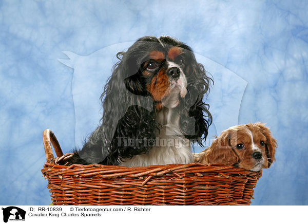 Cavalier King Charles Spaniels / Cavalier King Charles Spaniels / RR-10839