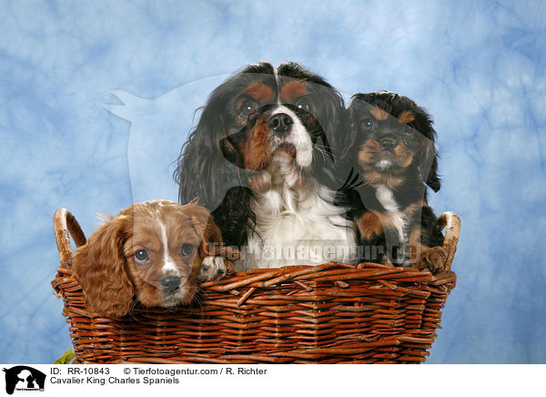 Cavalier King Charles Spaniels / Cavalier King Charles Spaniels / RR-10843