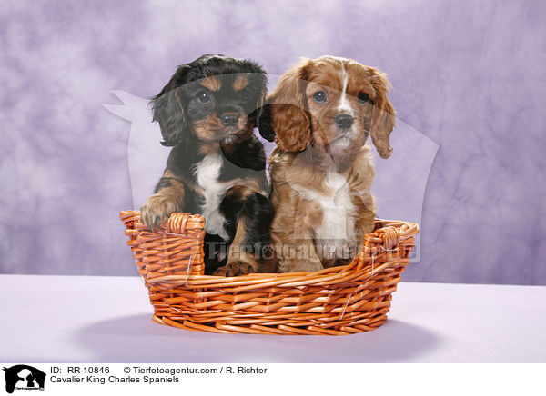 Cavalier King Charles Spaniels / Cavalier King Charles Spaniels / RR-10846