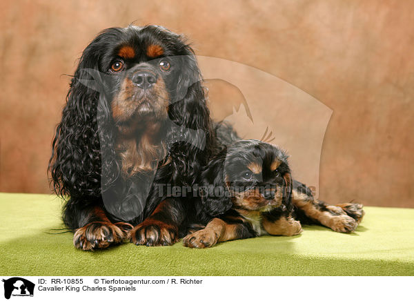 Cavalier King Charles Spaniels / Cavalier King Charles Spaniels / RR-10855