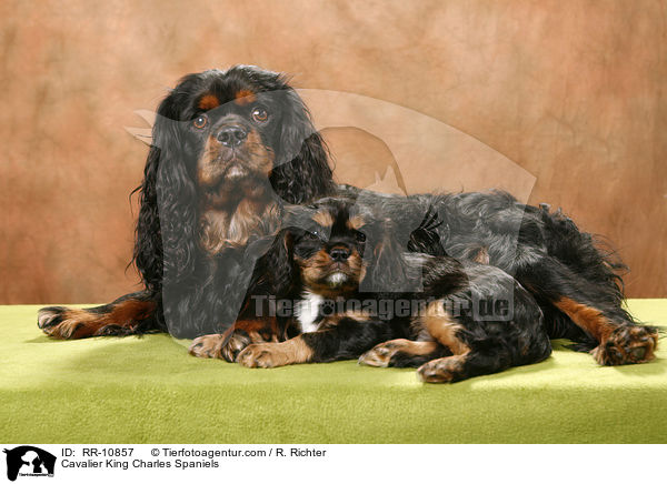 Cavalier King Charles Spaniels / Cavalier King Charles Spaniels / RR-10857