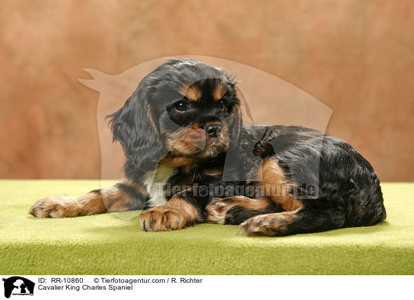 Cavalier King Charles Spaniel / Cavalier King Charles Spaniel / RR-10860