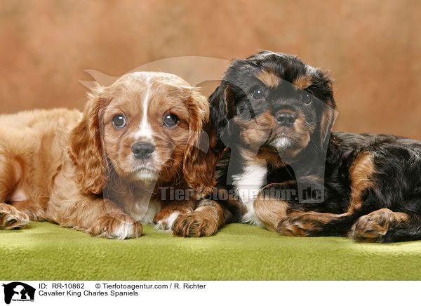 Cavalier King Charles Spaniels / Cavalier King Charles Spaniels / RR-10862