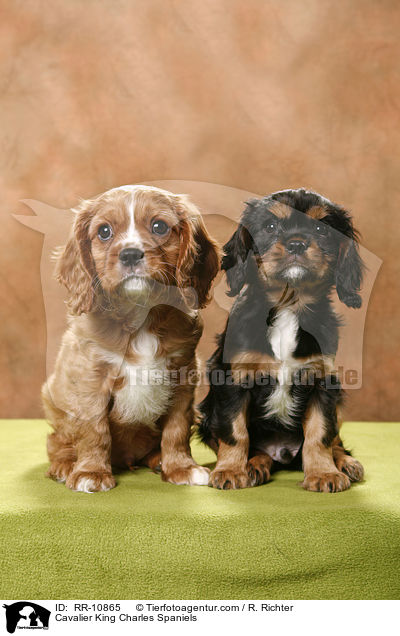 Cavalier King Charles Spaniels / Cavalier King Charles Spaniels / RR-10865